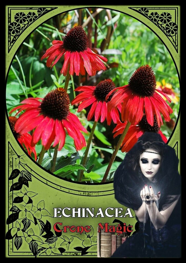 Taro kaardid Flower Magic Oracle цена и информация | Esoteerika | hansapost.ee