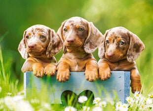 Puzzle 100 CUTE DACHSHUNDS 111213 hind ja info | Pusled lastele ja täiskasvanutele | hansapost.ee