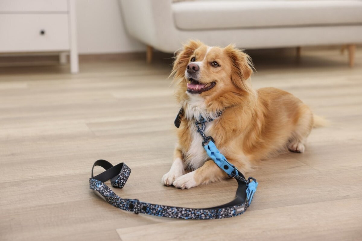 Kerbl kaelarihm Lima 0.2 m sinine Dog Training Lead hind ja info | Jalutusrihmad koertele | hansapost.ee