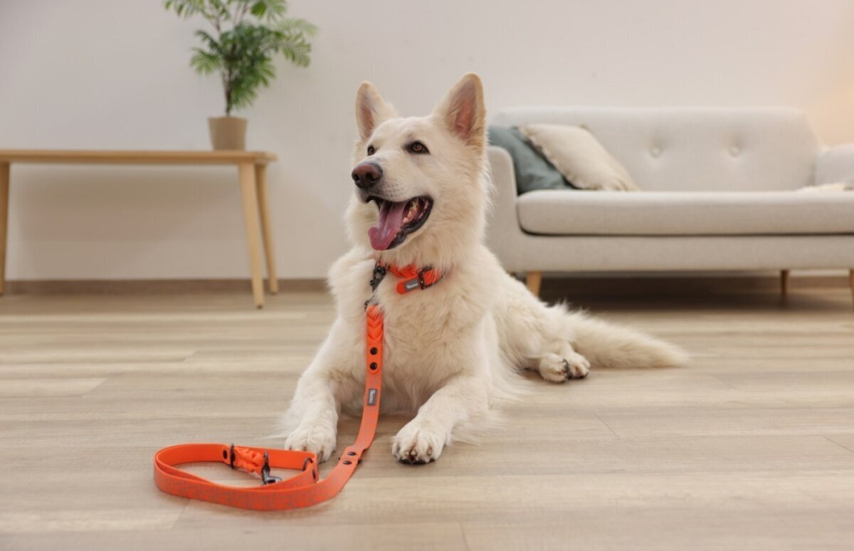 Kerbl kaelarihm Puno must, oranž Plastic Dog Head collar hind ja info | Koerte kaelarihmad ja traksid | hansapost.ee