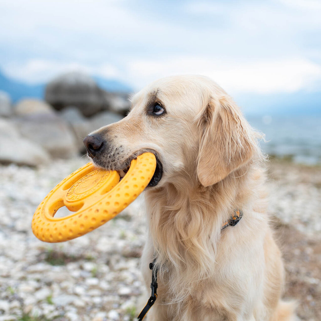 Koera mänguasi Kiwi Walker Frisbee, 22 cm, oranž цена и информация | Koerte mänguasjad | hansapost.ee