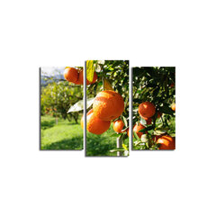 Kolmeosaline reproduktsioon Apelsinid цена и информация | Настенные деревянные декорации | hansapost.ee