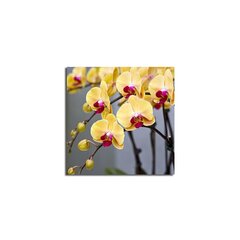 Reproduktsioon Orhidee hind ja info | Seinapildid | hansapost.ee
