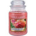 Ароматическая свеча Yankee Candle Sun-Drenched Apricot Rosei 623 г