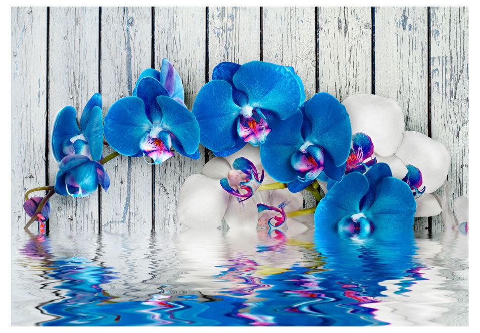 Fototapeet - Cobaltic orchid цена и информация | Fototapeedid | hansapost.ee