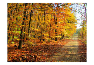 Fototapeet - Beech forest hind ja info | Fototapeedid | hansapost.ee
