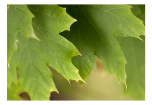 Fototapeet - Leaves hind ja info | Fototapeedid | hansapost.ee