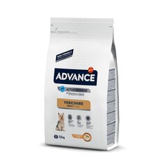 Advance Yorkshire Terrier для йоркширских терьеров с курицей и рисом, 1,5 кг цена и информация | Сухой корм для собак | hansapost.ee