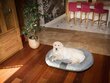 Hobbydog pesu Ponton, XL, helehall, 100x78 cm цена и информация | Pesad, asemed | hansapost.ee