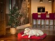 Hobbydog madrats lemmikloomale Fun Red, XL, 120x80 cm цена и информация | Pesad, asemed | hansapost.ee