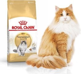Royal Canin Norra metskassidele Norvegian, 2 kg hind ja info | Kassi kuivtoit ja kassikrõbinad | hansapost.ee