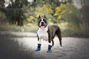 Обувь для собак Amiplay Bristol, красная, L цена и информация | Одежда для собак | hansapost.ee