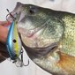 Vobler Banshee Crankbait 60mm 12g VC03 Chartreuse Shad, Ujuv цена и информация | Landid, voblerid | hansapost.ee