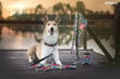 Amiplay reguleeritav jalutusrihm Adventure Moro 6in1, XL, 100-200x2,5 cm hind ja info | Jalutusrihmad koertele | hansapost.ee