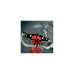 Репродукция Бабочки цена и информация | Репродукции, картины | hansapost.ee