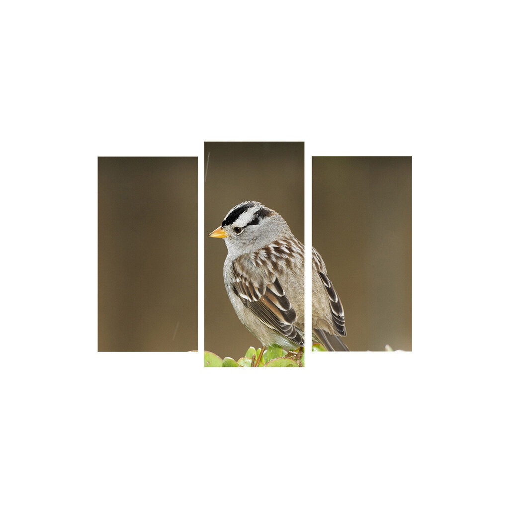 Kolmeosaline reproduktsioon Kükitav lind цена и информация | Seinapildid | hansapost.ee