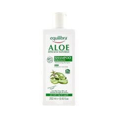 Niisutav juustešampoon Equilibra Aloe 250 ml цена и информация | Шампуни | hansapost.ee