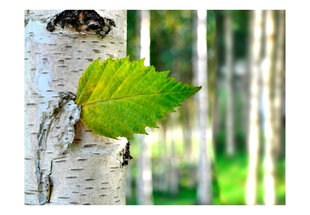 Fototapeet - Birch leaf hind ja info | Fototapeedid | hansapost.ee