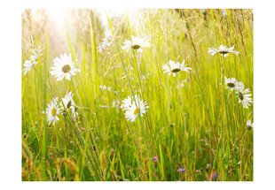 Fototapeet - Daisy field hind ja info | Fototapeedid | hansapost.ee