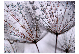 Fototapeet - Dandelion and morning dew hind ja info | Fototapeedid | hansapost.ee