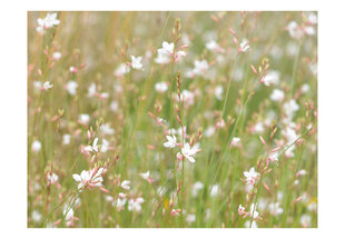 Fototapeet - White delicate flowers hind ja info | Fototapeedid | hansapost.ee