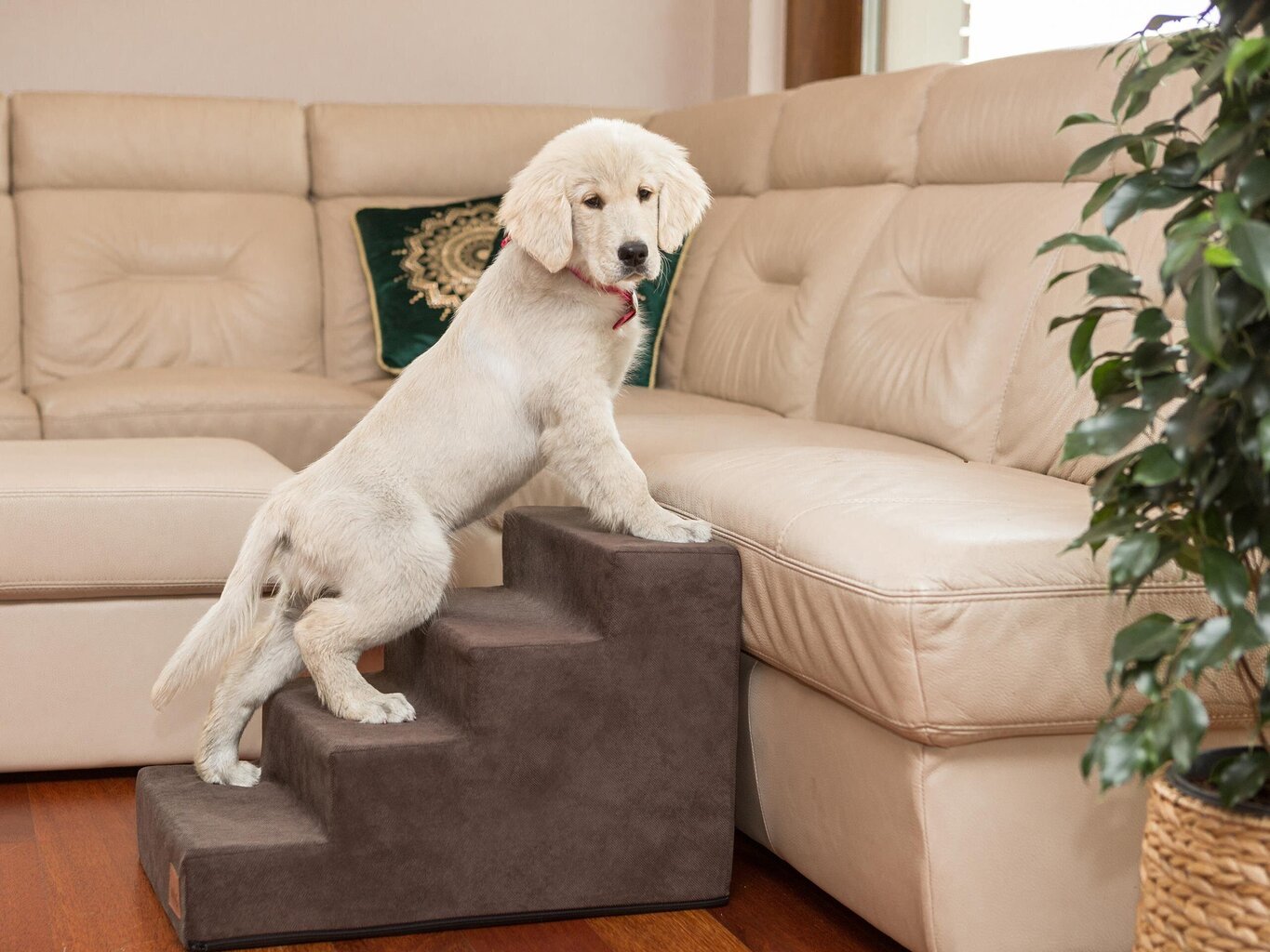Hobbydog trepp Savoy 4, pruun, 60x40x40 cm hind ja info | Pesad, asemed | hansapost.ee