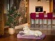 Hobbydog madrats lemmikloomale Fun Violet, XL, 120x80 cm цена и информация | Pesad, asemed | hansapost.ee