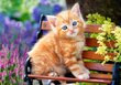 Pusle Castorland Puzzle Ginger Kitten, 500-osaline цена и информация | Pusled lastele ja täiskasvanutele | hansapost.ee