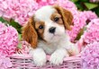 Puzzle 500 Pup in Pink Flowers 52233 цена и информация | Pusled lastele ja täiskasvanutele | hansapost.ee