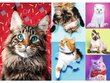 Pusle Trefl Happy Cats 1000 tk. цена и информация | Pusled lastele ja täiskasvanutele | hansapost.ee