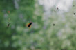 Putukavõrk 110x150 cm, pruun цена и информация | Sääsevõrgud | hansapost.ee