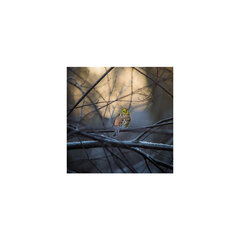 Репродукция Одинокая птичка цена и информация | Настенные деревянные декорации | hansapost.ee