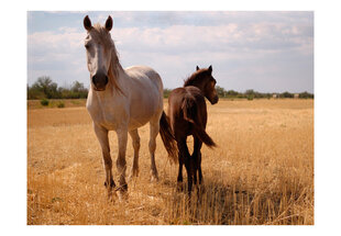 Fototapeet - Horse and foal цена и информация | Фотообои | hansapost.ee