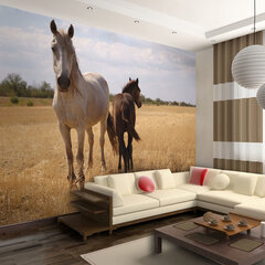 Fototapeet - Horse and foal цена и информация | Фотообои | hansapost.ee