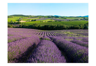 Fototapeet - Lavender fields hind ja info | Fototapeedid | hansapost.ee