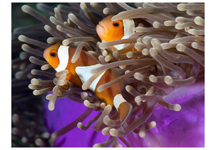 Fototapeet - Clownfish hind ja info | Fototapeedid | hansapost.ee