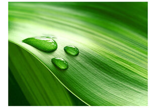 Fototapeet - Leaf and three drops of water hind ja info | Fototapeedid | hansapost.ee
