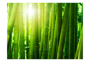 Fototapeet - Sun and bamboo цена и информация | Фотообои | hansapost.ee