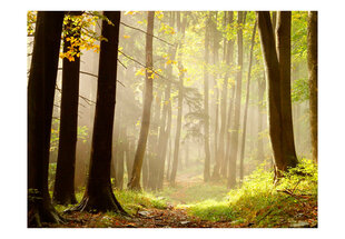 Fototapeet - Mysterious forest path hind ja info | Fototapeedid | hansapost.ee