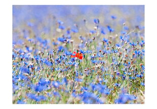 Fototapeet - A sky-colored meadow - cornflowers цена и информация | Фотообои | hansapost.ee