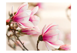 Fototapeet - Branch of magnolia tree hind ja info | Fototapeedid | hansapost.ee