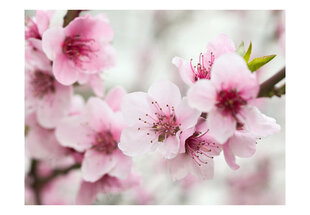 Fototapeet - Spring, blooming tree - pink flowers hind ja info | Fototapeedid | hansapost.ee