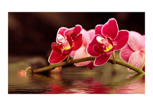 Fototapeet - Beautiful orchid flowers on the water hind ja info | Fototapeedid | hansapost.ee