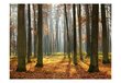 Fototapeet - Autumn trees цена и информация | Fototapeedid | hansapost.ee