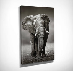 Репродукция на холсте Слон цена и информация | Настенные деревянные декорации | hansapost.ee