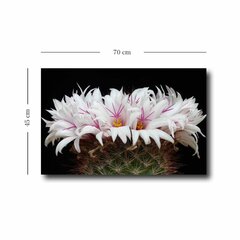 Репродукция Цветы кактуса цена и информация | Репродукции, картины | hansapost.ee