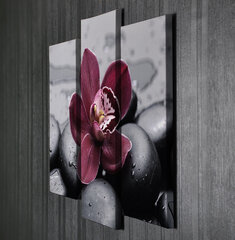 Репродукция из трех частей Орхидея цена и информация | Репродукции, картины | hansapost.ee