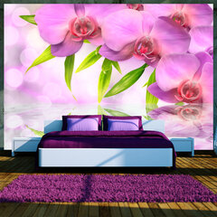 Fototapeet - Orchids in lilac colour hind ja info | Fototapeedid | hansapost.ee