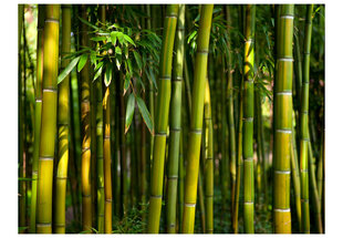 Fototapeet - Asian bamboo forest hind ja info | Fototapeedid | hansapost.ee