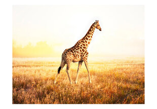 Fototapeet - giraffe - walk hind ja info | Fototapeedid | hansapost.ee